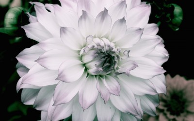 CUATRO DE AGOSTO DIA NACIONAL DE LA DAHLIA «ACOCOXOCHITL»
